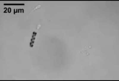 A micromotor that allows sperm with movement defects to be delivered to the egg. Seems anything is possible at this point.