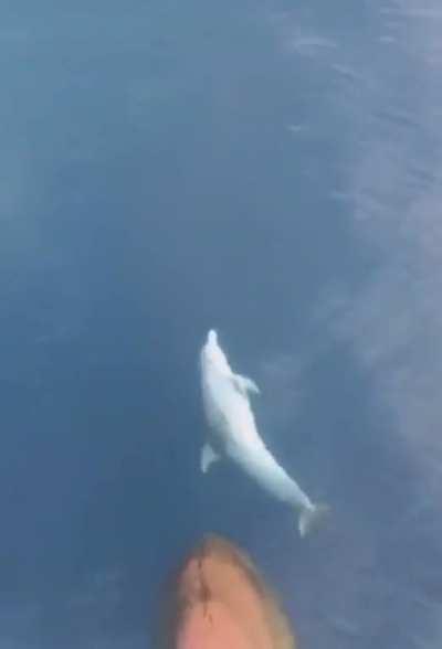 Dolphin swimming in front of a large ship