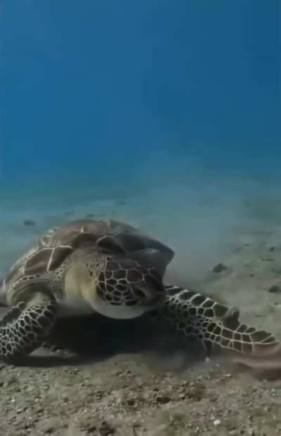 Sea Turtle shows disgust at eating something repulsive 