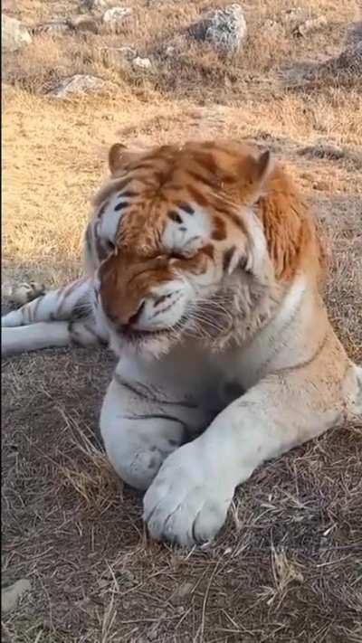 Tiger sneeze