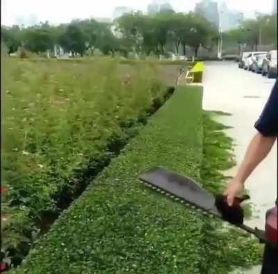 The hedge trimmer