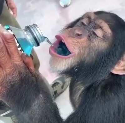 monke need nourishment for day🦍🦍