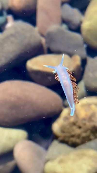 Opalescent Nudibranch