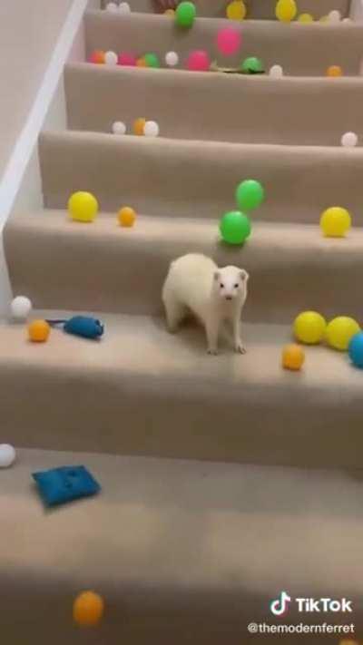 Deaf ferret gets the best surprise