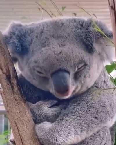 Mama koala bear cuddling her son