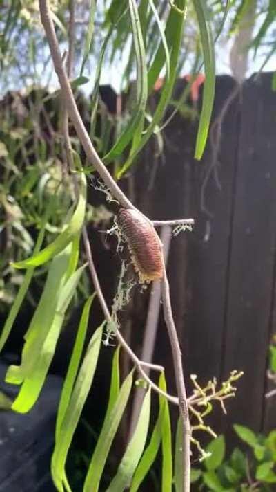 My sister has been waiting for this mantis egg to hatch. It finally did today!