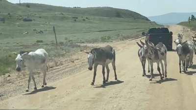 Donkey traffic jam near 11 Mile Reservoir in Colorado