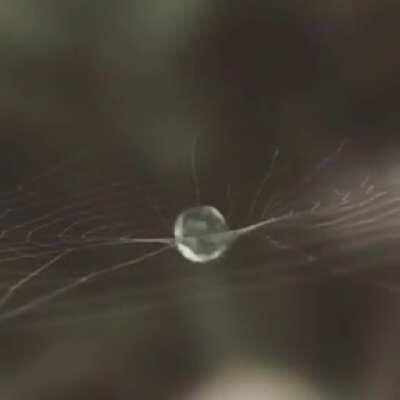 Water droplet bouncing on cobweb