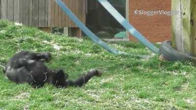 A cute monkey doing a backflip!