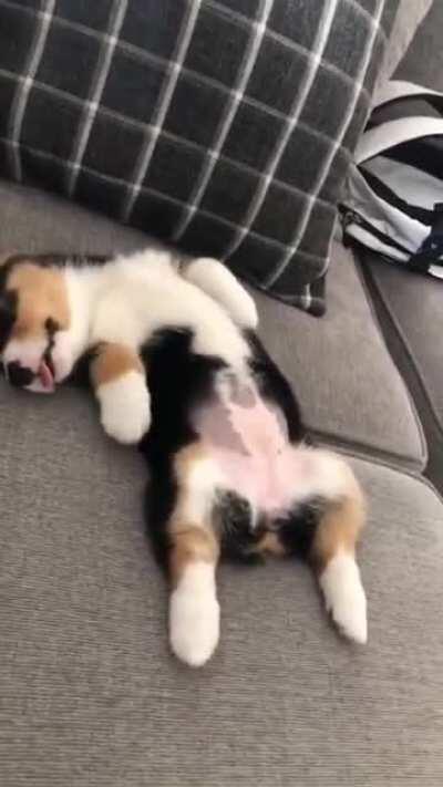 May May the corgi having a very fun dream about running