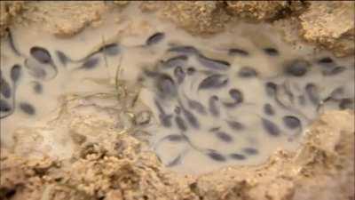 Bullfrog dad protects his tadpoles by connecting a drying pond to a bigger one