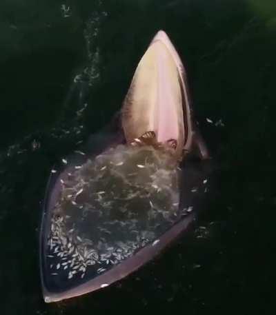 A baleen whale feeding