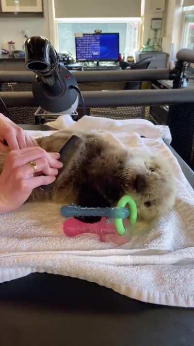 every day that is not spend with grooming a baby otter is a wasted day!