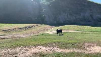 A bull charges cyclists racing in California