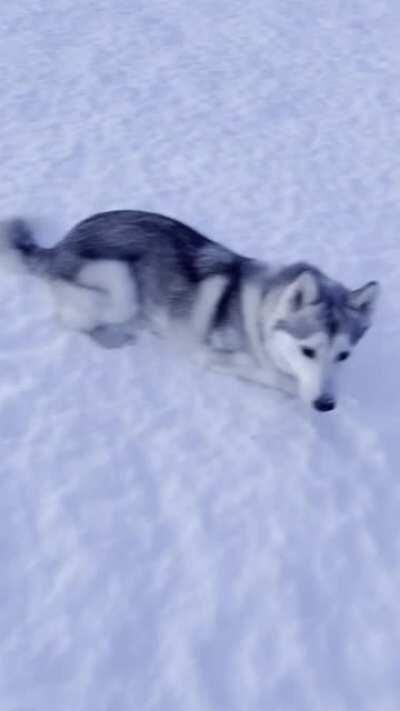 A very patient Boi goes for a walk in knee deep snow.