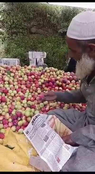 Delicious Kashmir Apples.             An undated video from Kashmir shows a muslim worker biting and contaminating every apple before packing it.   The package in all likelihood would be transported out of Kashmir to the rest of India.