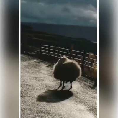 The fluffffffffffiest chunkers I ever seen 🐑