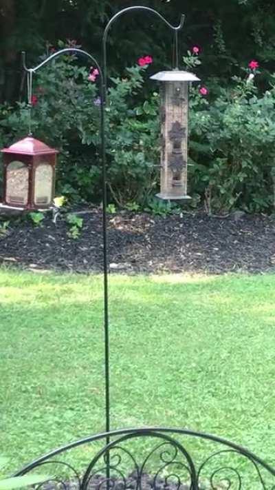 We recently put these feeders out for the birds.