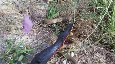 A brown snake struggles in vain as a red-bellied black snake kills and devours it