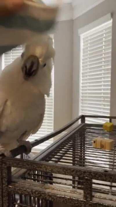 Peekaboo! Rescue cockatoo