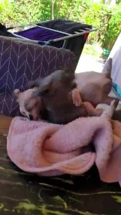 Sphynx cats play fighting going wrong