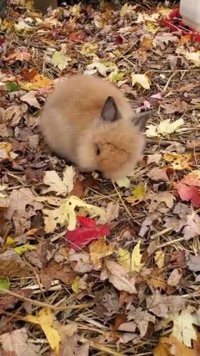 Little bunny at the pumpkin patch today.