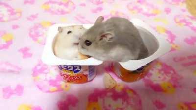 Hungry hamsters