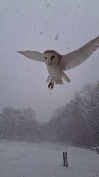 🔥 This Breathtaking Owl hovering in the Snow