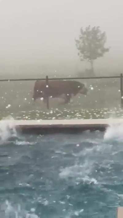 Texas Hail Storm