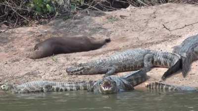 Yacare caimans, native to Argentina, Bolivia, Brazil, and Paraguay, mainly eat small aquatic prey such as fish, snails and occasionally snakes. Males can grow to a length of 3 m and females 1.4 m. Here are several caimans basking on a river bank while an 