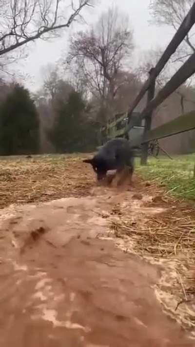 Meet this Good Boi who is helping with irrigation.