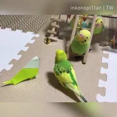 Birbologists testing out the new artificial budgie were shocked to find its cover blown 1 second after introducing it to general population in avian prison