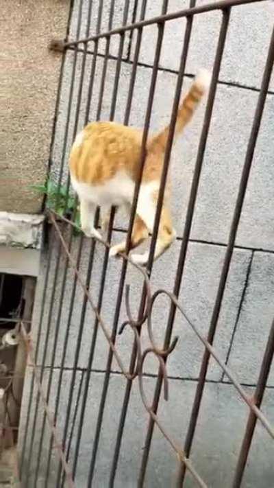 the way this cat crosses the on top of the fence