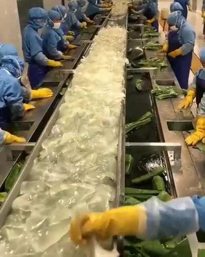 How aloe Vera gel is harvested.