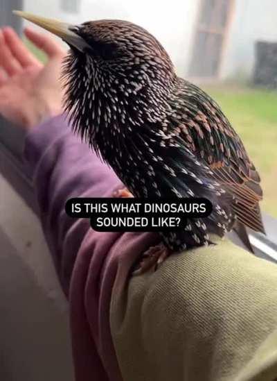 Starlings are very adept in mimicking sounds they hear