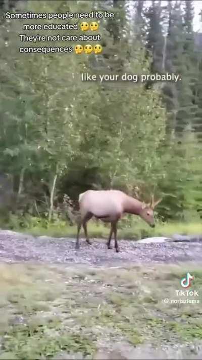 Idiots ignoring advice to leash their dogs around wildlife.