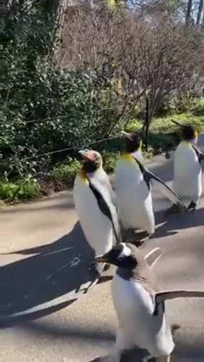 [OC] At the Basel Zoo, the penguins are allowed to roam the streets with their caretaker every sunday in winter