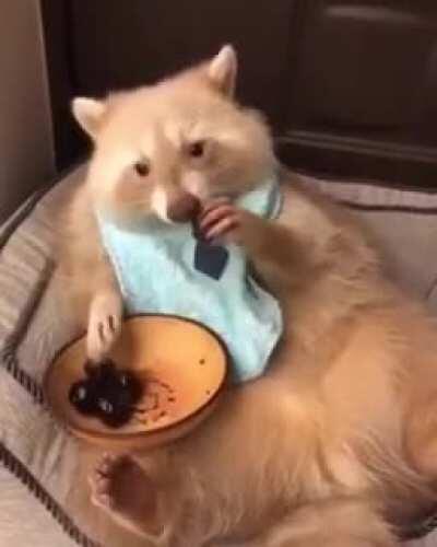 This cute golden raccoon eating cherries.