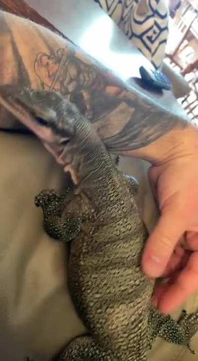 🦎