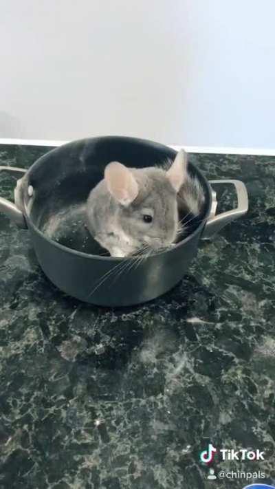 Let’s Cook! (Chinchilla style)