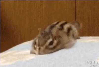 a sleepy chipmunk getting ready for a nap