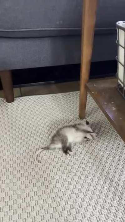 [OC] Came downstairs to find a baby opossum asleep on my living room floor