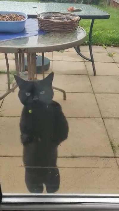 Next doors cat stop me watching TV in peace every night, until I let him in.