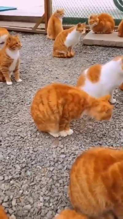 Orange cat army