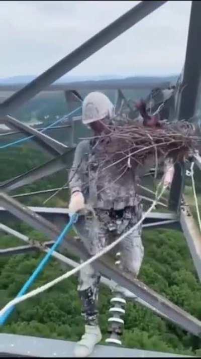 Relocating a nest, hundreds of feet off the ground