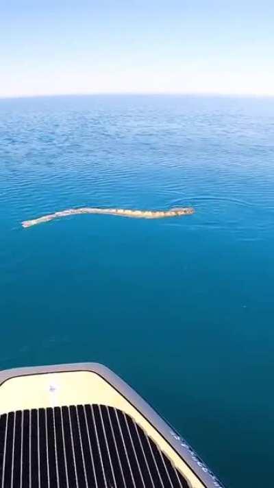 Sea snake shows no fear while approaching human.