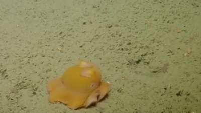 Shy Flapjack Octopus Hides Inside Its Own Tentacles