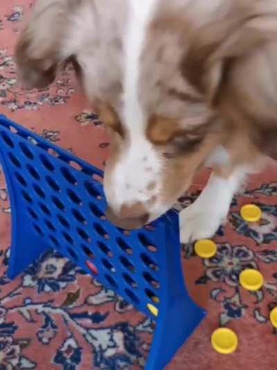 Dog that learned to play connect four but didn't learn sportsmanship