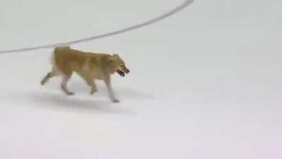 retriever plays fetch on ice before NHL game