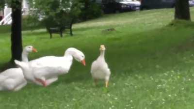 a gosling recognizes you and runs towards you excitedly